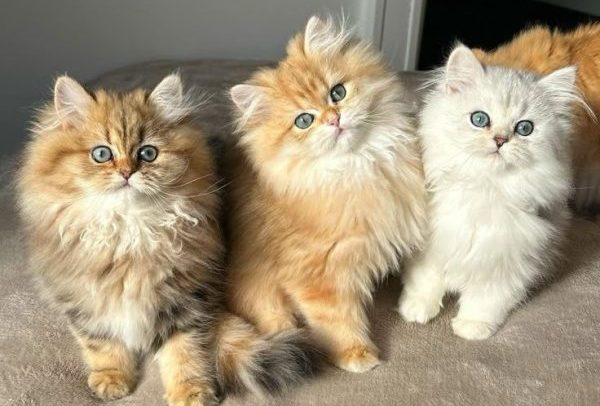 persian cat